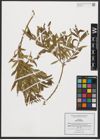 Foto von Salix triandra L.